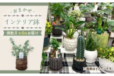 【6回定期便】 おまかせ そのまま飾れる インテリアグリーン / 観葉植物 鉢植え 鉢 植物 花 フラワー 旬 育てやすい 寄せ植え おしゃれ インテリア プランター / 大村市 アトリウム琴花園[ACZZ007]