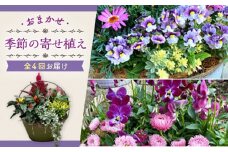 【4回定期便】おまかせ 季節の 寄せ植え プランター  / 観葉植物 鉢植え 鉢 植物 花 フラワー 旬 育てやすい 寄せ植え おしゃれ インテリア プランター / 大村市 / アトリウム琴花園[ACZZ009]