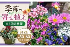 【4回定期便】おまかせ 季節の 寄せ植え プランター  / 観葉植物 鉢植え 鉢 植物 花 フラワー 旬 育てやすい 寄せ植え おしゃれ インテリア プランター / 大村市 / アトリウム琴花園[ACZZ009]