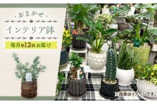 【年12回定期便 】おまかせ そのまま飾れる インテリアグリーン  / 植物 観葉植物 鑑賞用 インテリアグリーン インテリア 室内 おまかせ 置き型 / 大村市 / アトリウム琴花園[ACZZ010]