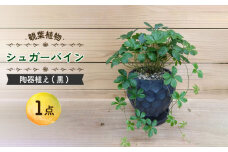 【11月～5月発送】シュガーバイン 陶器植え (黒) /  シュガーバイン しゅがーばいん 陶器 観葉植物 鉢植え 植物 鑑賞用 初心者 インテリア 室内 吊り下げ / 大村市 /  アトリウム琴花園[ACZZ012]