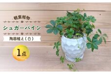 【11月～5月発送】シュガーバイン 陶器植え (白) /  シュガーバイン しゅがーばいん 陶器 観葉植物 鉢植え 植物 鑑賞用 初心者 インテリア 室内 吊り下げ / 大村市 / アトリウム琴花園[ACZZ011]