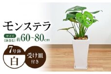観葉植物 モンステラ スクエア 陶器鉢植え 7号【鉢色：白】/ 観葉 植物 インテリア おしゃれ プレゼント / 大村市 /琴花園[ACYK003]