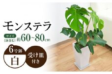 観葉植物 モンステラ スクエア 陶器鉢植え 6号×1個 / モンステラ 鉢植え 陶器鉢  室内 観葉植物 インテリア おしゃれ プレゼント / 大村市 /琴花園[ACYK001]