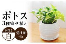 観葉植物 ポトス オウゴンカズラ 3種 寄せ植え ボール形 陶器 鉢植え （白） / 観葉 植物 インテリア おしゃれ プレゼント / 大村市 /琴花園[ACYK007]