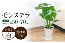 観葉植物 モンステラ プラスチック鉢入り / 観葉 植物 インテリア おしゃれ プレゼント / 大村市 / 琴花園[ACYK011]