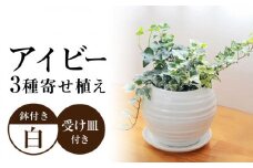 観葉植物 アイビー ヘデラ 3種 寄せ植え ボール形 陶器 鉢植え 白 インテリア ギフト /  アイビー ヘデラ 寄せ植え 陶器鉢  室内 観葉 植物 インテリア おしゃれ プレゼント / 大村市 /琴花園[ACYK006]