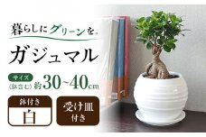 観葉植物 ガジュマル 多幸の木 ボール形 陶器 鉢 （白） / ガジュマル 陶器鉢 観葉 植物 インテリア おしゃれ プレゼント / 大村市 /琴花園[ACYK008]