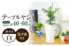 観葉植物 テーブルヤシ スクエア 陶器鉢 受け皿付き  / 観葉 植物 インテリア おしゃれ プレゼント / 大村市 /琴花園[ACYK017]
