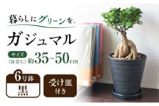 観葉植物 ガジュマル 多幸の木 6号 ブラックセラアート 鉢 / ガジュマル 鉢植え 観葉 植物 インテリア おしゃれ プレゼント / 大村市 /琴花園[ACYK015]