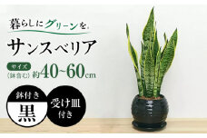 観葉植物 サンスベリア ボール型 陶器鉢 黒 / 観葉 植物 インテリア おしゃれ プレゼント / 大村市 /琴花園[ACYK016]