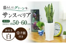 観葉植物 サンスベリア 陶器鉢植え 植物 インテリア 角型  / 観葉 植物 インテリア おしゃれ プレゼント / 大村市 /琴花園[ACYK020]