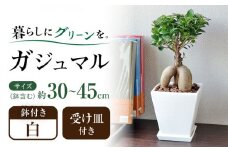 観葉植物 ガジュマル 多幸の木 ホワイトスクエア 陶器鉢  / ガジュマル 鉢植え 観葉 植物 インテリア おしゃれ プレゼント / 大村市 /琴花園[ACYK018]