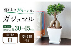 観葉植物 ガジュマル 多幸の木 ホワイトスクエア 陶器鉢  / ガジュマル 鉢植え 観葉 植物 インテリア おしゃれ プレゼント / 大村市 /琴花園[ACYK018]