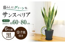 観葉植物 サンスベリア  6号 セラート鉢植え / サンスベリア 鉢植え 室内 観葉植物 インテリア セラート おしゃれ 鉢植え/ 大村市 /琴花園 [ACYK021]