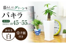 観葉植物 パキラ 陶器鉢植え インテリア 陶器鉢 卓上 角型 / 観葉 植物 インテリア おしゃれ プレゼント / 大村市 /琴花園[ACYK022]