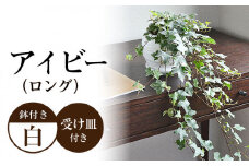 観葉植物 アイビー (ヘデラ) ロングボール形 陶器 鉢植え  大村市 琴花園[ACYK024]