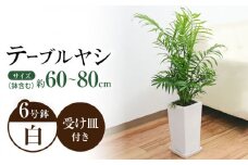 観葉植物 テーブルヤシ チャメドレア 陶器鉢 6号 白  / 観葉 植物 インテリア おしゃれ プレゼント / 大村市 /琴花園[ACYK023]
