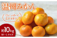 長崎県産 温州みかん 約10kg / みかん 蜜柑 ミカン 10kg フルーツ ふるーつ 果物 くだもの  / 大村市 / 株式会社三浦かんさく市 [ACAE004]