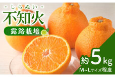不知火 しらぬい (露地) 5kg / 不知火 しらぬい みかん 柑橘 / 大村市 / 株式会社三浦かんさく市[ACAE008]