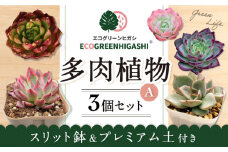 オリジナル鉢付き！かわいい売れ筋多肉植物お届けセットA / 観葉植物 多肉 多肉植物 インテリア / エコグリーンヒガシ / 大村市 [ACAL004]