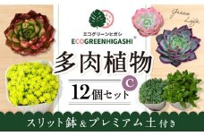 オリジナル鉢付き！かわいい売れ筋多肉植物お届けセットC / 観葉植物 多肉 多肉植物 寄せ植え セット 鉢付き かわいい ミニ 小さい 観葉 インテリア / エコグリーンヒガシ / 大村市[ACAL006]