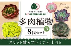 オリジナル鉢付き！かわいい売れ筋多肉植物お届けセットB / 観葉植物 多肉 多肉植物 インテリア / エコグリーンヒガシ / 大村市[ACAL005]