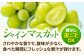 ぶどう マスカット ブドウ フルーツ デザート 産地直送 旬 新鮮 ますかっと
