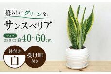 観葉植物 サンスベリア ボール型 陶器鉢  白 / 観葉 植物 インテリア おしゃれ / 大村市 /琴花園[ACYK025]