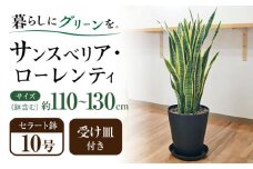 観葉植物  サンスベリア  ローレンティ 10号 ブラックセラート 鉢植え インテリア / サンスベリア 鉢植え 観葉 植物 インテリア おしゃれ プレゼント / 大村市 /琴花園[ACYK013]