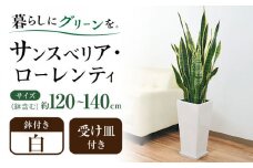 観葉植物 サンスベリア・ローレンティ ロングスクエア 陶器鉢植え（白） BIGサイズ インテリア / サンスベリア 鉢植え 観葉 植物 インテリア おしゃれ プレゼント / 大村市 /琴花園[ACYK014]