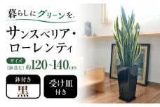 観葉植物 サンスベリア・ローレンティ ロングスクエア 陶器鉢植え（黒） BIGサイズ インテリア / 観葉 植物 インテリア おしゃれ / 大村市 /琴花園[ACYK026]