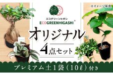 観葉植物オリジナル4点セット（ガジュマル大・ゴムの木曲がり・季節のミニ観葉）/ 観葉植物 室内観葉植物 ガジュマル ガジュマルの木 がじゅまる ゴムの木 インテリア おしゃれ / エコグリーンヒガシ / 大村市[ACAL001]