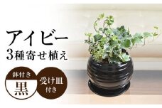 観葉植物 アイビー ヘデラ 3種 寄せ植え ボール形 陶器 鉢植え （黒）  インテリア ギフト / 観葉 植物 インテリア おしゃれ / 大村市 /琴花園[ACYK030]