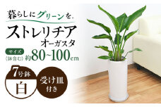 ストレリチア オーガスタ 円柱形陶器鉢植え（白） 7号サイズ / 観葉 植物 インテリア おしゃれ / 大村市 / 琴花園[ACYK028]