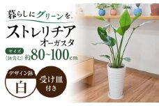 ストレリチア オーガスタ デザイン鉢（ホワイト） / 観葉 植物 インテリア おしゃれ / 大村市 /琴花園[ACYK031]