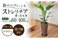 ストレリチア オーガスタ デザイン鉢（ブラウン） / 大村市 /琴花園[ACYK032] 観葉植物 オーガスタ インテリア ストレリチア デザイン鉢