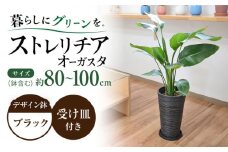 ストレリチア オーガスタ デザイン鉢（ブラック） / 観葉 植物 インテリア おしゃれ プレゼント / 大村市 /琴花園[ACYK033]