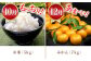 おおむら夢ファーム シュシュ いちご ぶどう みかん 米 野菜 野菜詰合せ 野菜セット 定期便