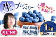 【2026年7月上旬頃より順次発送予定】生ブルーベリー 1kg（250g×4袋）/ ベリー べりー ブルーベリー ぶるーべりー 生 小分け 果物 くだもの フルーツ ふるーつ / 大村市 / おおむら夢ファームシュシュ[ACAA005]