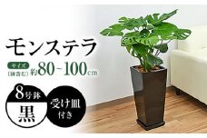 観葉植物 モンステラ 8号  陶器鉢植え 黒（80～100cm前後）/ 室内観葉植物 インテリア ロングスクエア 大型 おしゃれ 鉢植え / 大村市 /琴花園 [ACYK034]