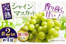 【先行受付】8月下旬より順次発送 シャインマスカット 約2kg 箱入り / シャインマスカット しゃいんますかっと フルーツ ふるーつ 果物 完熟 数量限定 / 大村市 / 大又農園 [ACZO005]