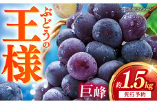 【先行予約：2025年8月中旬より順次発送予定】 巨峰 種あり 約1.5kg / ぶどう 葡萄 フルーツ / 大村市 / おおむら夢ファームシュシュ [ACAA379]