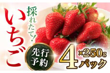 【2026年2月上旬～順次発送開始】いちご 1箱 (約250g×4P) 約1kg / いちご 苺 イチゴ ゆめのか さちのか いちご 長崎県産いちご 果物 くだもの フルーツ  / 大村市 / おおむら夢ファームシュシュ[ACAA107]