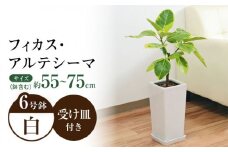 観葉植物 フィカス・アルテシーマ  (アルテシマゴム)  6号 スクエア 陶器鉢植え 【鉢色：白】/ 観葉 植物 インテリア おしゃれ プレゼント / 大村市 /琴花園[ACYK002]