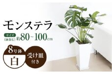 観葉植物 モンステラ 8号サイズ ロングスクエア 陶器鉢植え 【鉢色：白】 / 観葉 植物 インテリア おしゃれ プレゼント / 大村市 /琴花園[ACYK004]