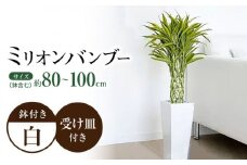 観葉植物 萬年竹（ミリオンバンブー） ロングスクエア陶器鉢植え（80～100cm前後） / 室内観葉植物 インテリア ロングスクエア 大型 おしゃれ 鉢植え / 大村市 /琴花園 [ACYK005]