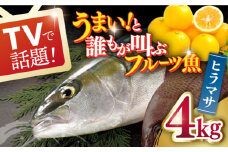 【着日指定 可能】【一度食べるとやみつきに！最高のお魚をご用意しました】ヒラマサ 平戸なつ香 ヒラス 丸々1匹（約4kg） 平戸市 / 坂野水産 [KAA001]