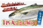 【一度食べるとやみつきに！最高のお魚をご用意しました】ヒラマサ 平戸なつ香 ヒラス 約4kg 平戸市 / 坂野水産 