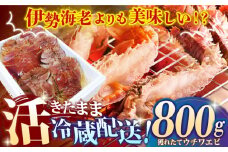 【甘くてプリプリ♪一度は食べてほしい！】漁師直送！ 活き！ 平戸の「ウチワエビ」 800g 平戸市 / ひばり [KAA057]ウチワエビ 海老 エビ 魚介類 海鮮 グルメ 通販 お取り寄せ ギフト プレゼント 長崎